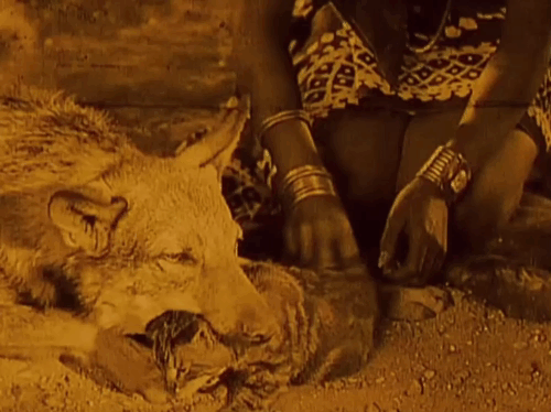 Siren of the Tropics - Papitou prying jaws of dog Bamboula from head of little tabby cat animated gif