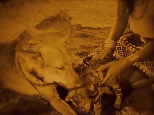 Siren of the Tropics - little tabby cat being licked by dog Bamboula animated gif