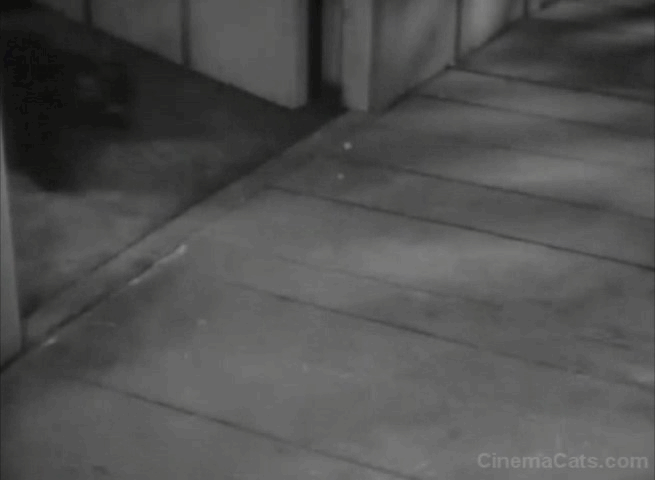 Six-Gun Gold - black cat Emma and black kittens with white stripes animated gif