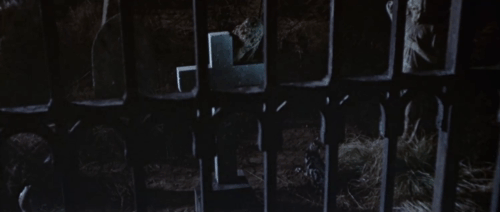 The Skull - gray tabby cat stalking in graveyard animated gif