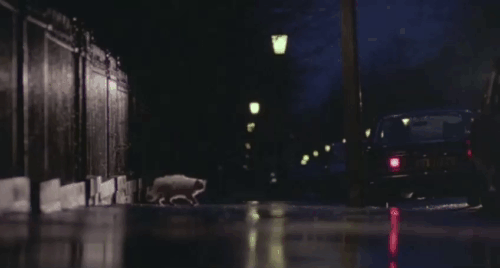 Slayground - longhair blue point cat crossing pavement animated gif