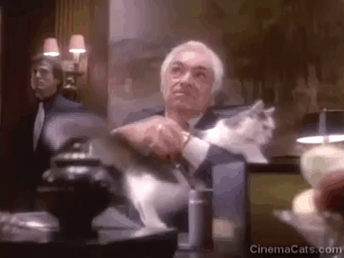 Sledge Hammer - Witless - Don Phillip Souza Al Ruscio throwing fake gray and white tuxedo cat out of window animated gif