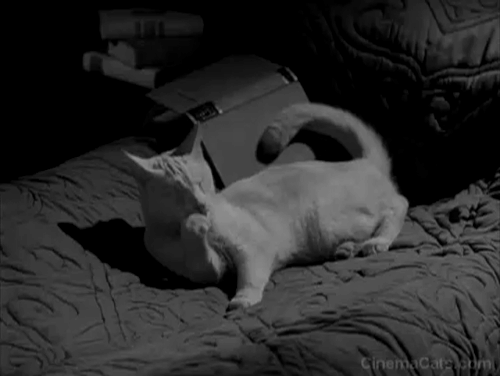 The Small Back Room - Snowball white cat grooming animated gif