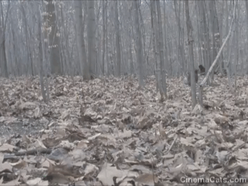 Soft for Digging - longhair bicolor tabby cat Harpo Max running away through woods animated gif