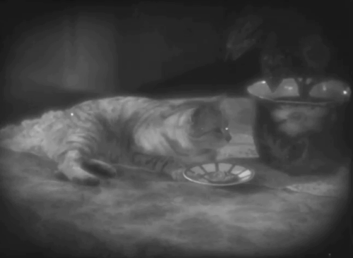 Un soir de rafle - Dragnet Night - silver tabby cat Bobby sitting on table as movie ends animated gif