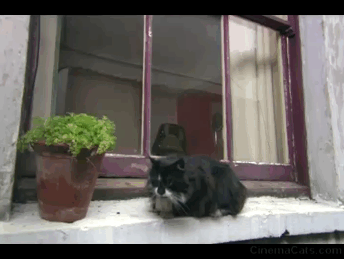 Sparkle - longhair tuxedo cat outside window spotted by Jill Lesley Manville animated gif