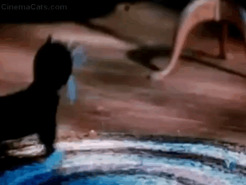 The Spirit of Christmas- The Night Before Christmas - black kitten puppet dancing animated gif
