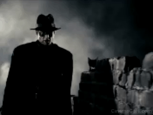 The Spirit - Spirit Gabriel Macht with Egyptian Mau cat Arthur on wall animated gif