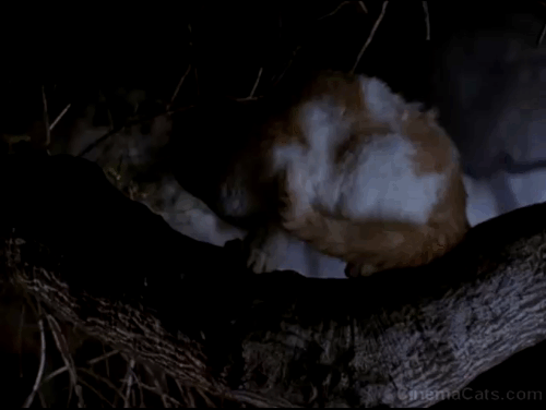 Star Kid - orange and white cat knocked off tree branch animated gif
