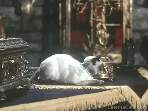 Star of India - seal point Siamese cat Beautiful jumping off desk and approaching Pierre St. Laurent Cornel Wilde animated gif