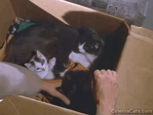 Starsky & Hutch - Silence - Larry Chuck McCann taking black kitten from box with mother cat and kittens animated gif