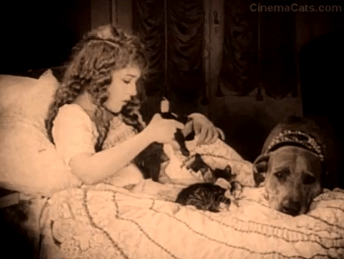 Stella Maris - Mary Pickford places kitten on Teddy dog's head animated gif