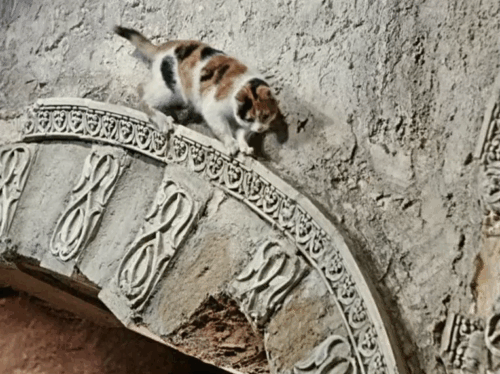 Die Geschichte vom kleinen Muck - The Story of Little Mook - Johannes Maus combing motled longhair tortoiseshell cat Ibrahim with cats jumping down all around him animated gif