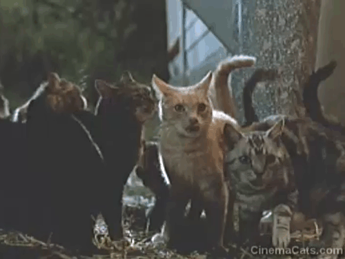 Strays - older woman Eve Brenner being attacked and knocked into cellar with numerous cats around her animated gif