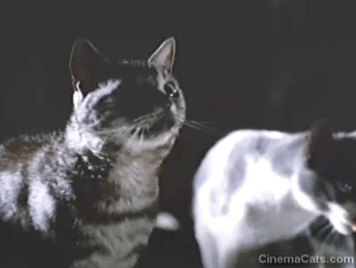 Strays - numerous cats listening to chief cat blue British shorthair cat Monty animated gif