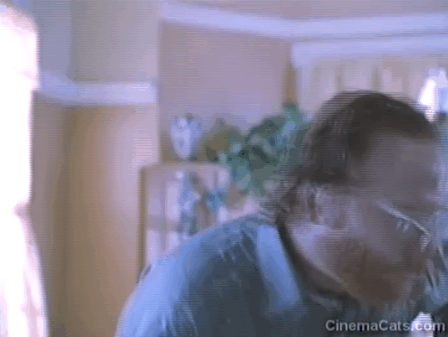 Strays - Paul Timothy Busfield surrounded by angry cats animated gif