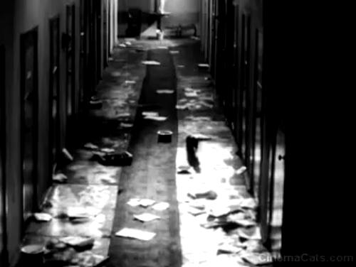 Strike - black cat walking down abandoned hallway animated gif