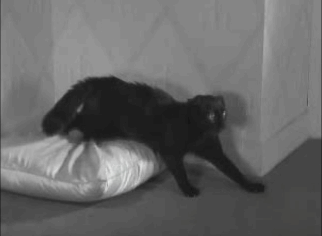 Swing Time - black cat arches and hisses animated gif