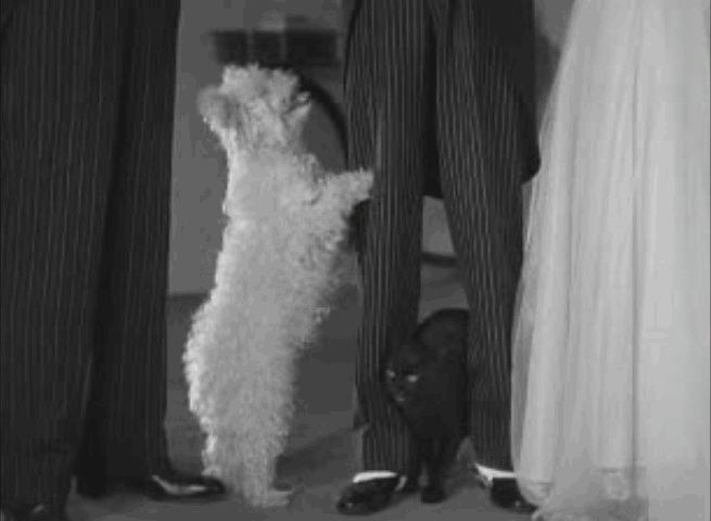 Swing Time - black cat rubs against leg animated gif