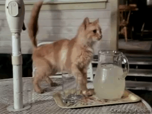 Tales From the Crypt - Collection Completed - orange tabby cat Mew Mew knocking over pitcher of lemonade animated gif