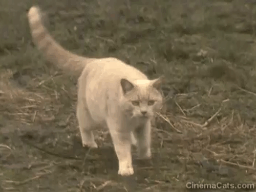 Tales of the Unexpected - Edward the Conqueror - ginger tabby cat approaching Edward Joseph Cotten and Louisa Dame Wendy Hiller animated gif