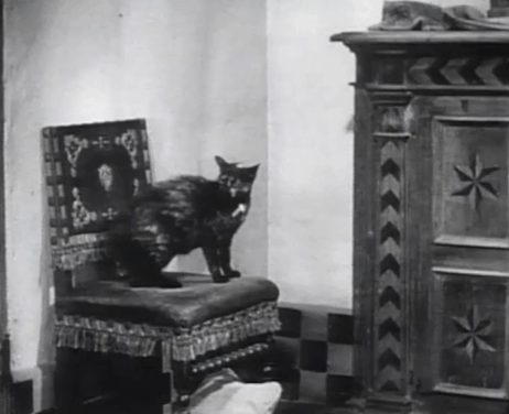 Taming of the Shrew - tortoiseshell cat jumping from chair to dresser to high perch animated gif