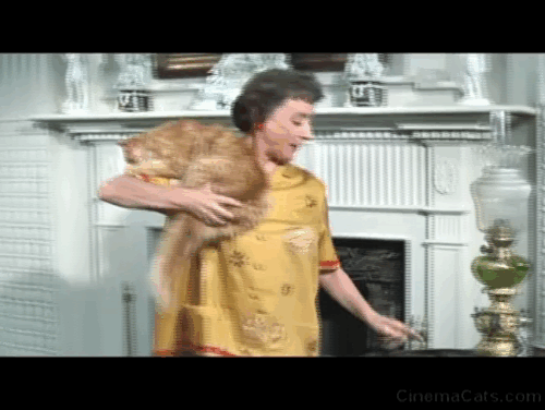 Tammy and the Bachelor - Aunt Renie Mildred Natwick dusting with long haired ginger tabby cat Picasso on table animated gif