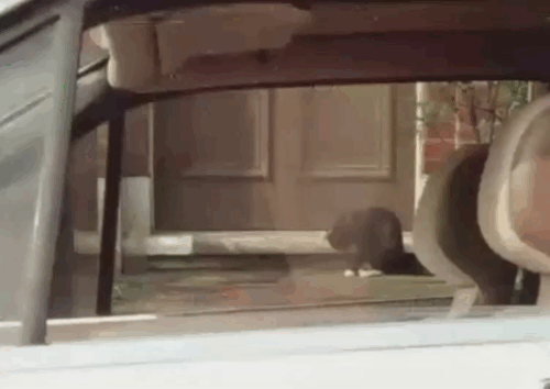 Target - The Run - tuxedo cat running away from door as George Jonathan Elsom runs outside animated gif