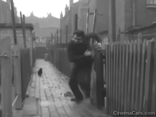 These Dangerous Years - Dave Wyman Frankie Vaughan running into alley with black cat, running back and scaring cat and cat reemerging after he passes animated gif