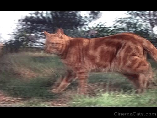 The Three Lives of Thomasina - marmalade tabby cat with both mackerel and classic patterns in same scene animated gif