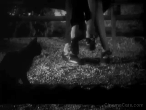 Thunderbolt - black cat walking past lovers in park animated gif
