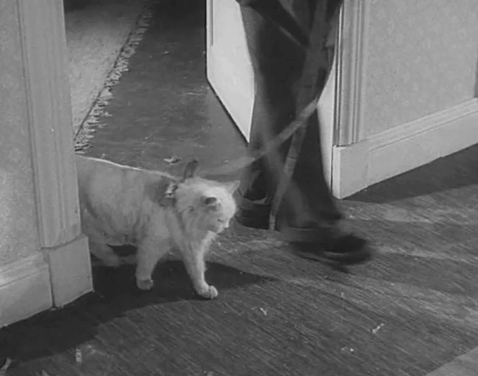 Tiger by the Tail - Cross-Up - John Desmond Larry Parks watching man walking longhair white cat on lead animated gif