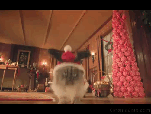 Tiny Christmas - giant Himalayan cat Tinselpaws jumping up onto take with Emma Riele Downs animated gif