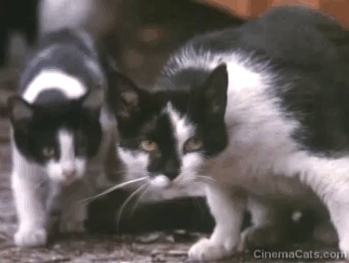 Tomcat: Dangerous Desires - stray tuxedo mama cat hissing with kitten at Tom Richard Grieco animated gif