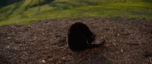 Tora-san - black cat sitting by park bench and Suzuo Hiromitsu Kitayama yelling animated gif