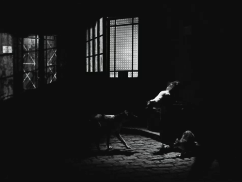 La Traversee de Paris - Four Bags Full - tabby and white cat and dogs in apartment courtyard animated gif