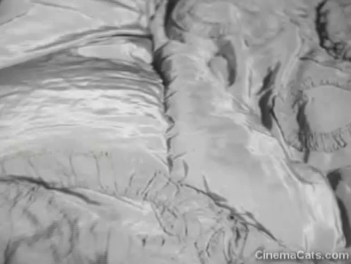 Treasure Hunt - Yvonne Mara Lane finding tabby kittens in bed animated gif