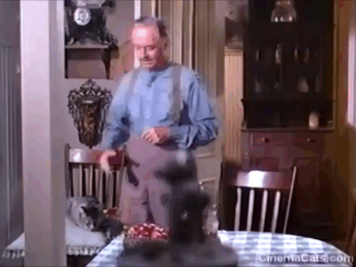 The Treasure of Lost Canyon - Doc Brown Willam Powell petting brown tabby cat Miss Lucy at breakfast table with Samuella Rosemary DeCamp animated gif