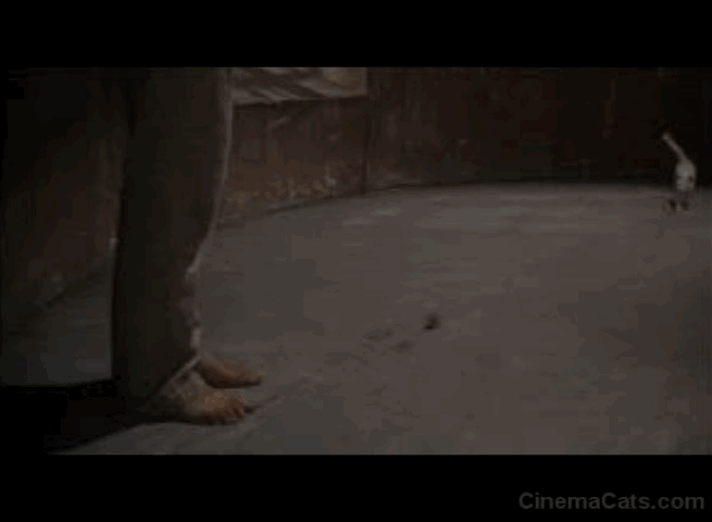 Triple Cross - Eddie Chapman kicks ball away and kitten chases animated gif