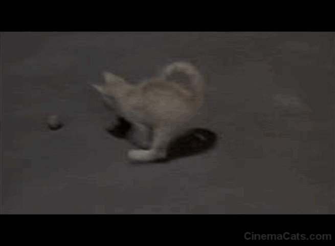 Triple Cross - kitten playing with ball animated gif