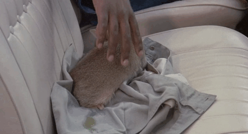 Truck Turner - Isaac Hayes picking up Abysinnian kitten animated gif