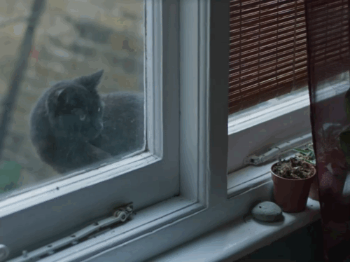 True Things - black cat looking into window and meowing animated gif