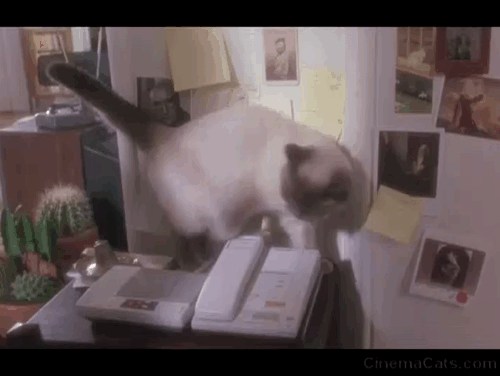 Twelve Monkeys - blue seal point cat by answering machine animated gif
