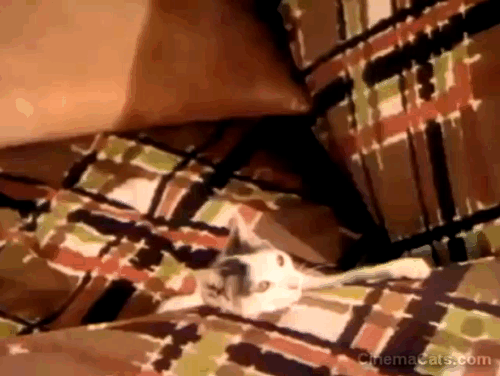 Two Guys from Texas - Danny Jack Carson holding up chair between himself and grey and white cat animated gif