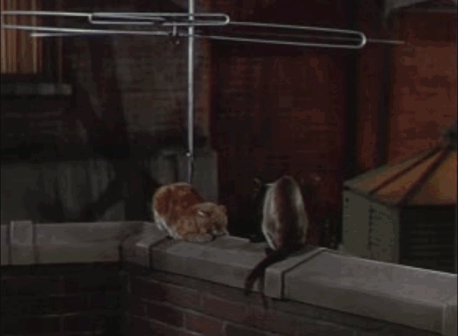 Two Tickets to Broadway - orange tom cat and Siamese fighting animated gif
