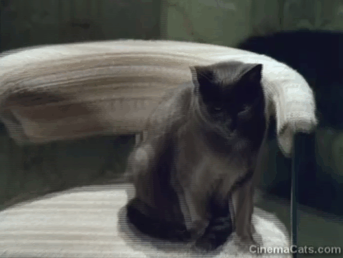 UFO - E.S.P. - gray cat running from room before UFO crashes into house animated gif