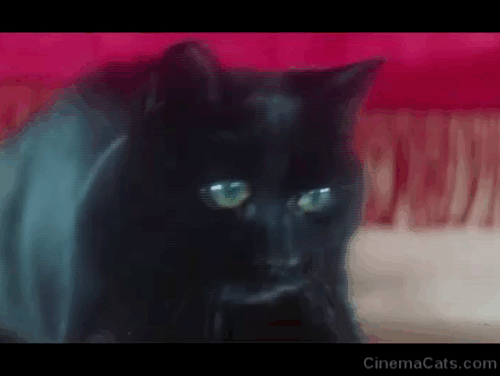 The Uncanny - giant black cat Wellington being poked at with paintbrush by tiny Angela Chloe Franks animated gif