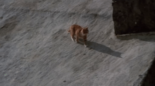 Under Milk Wood - ginger and white tabby cat jumping down from roof and running up road animated gif