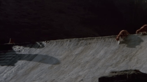 Under Milk Wood - ginger and white tabby cats running across roof animated gif