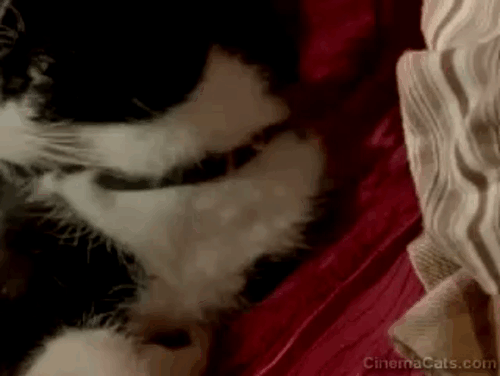 Undertaking Betty - tuxedo cat Fred nudging face of Boris Alfred Molina